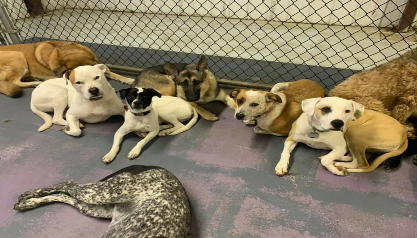 Dog at Howliday Pet Resort — can Shy or Anxious Dogs Attend Daycare