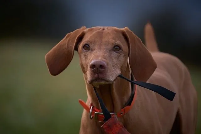 Top Dog Training Springfield MO: Expert Tips & Techniques