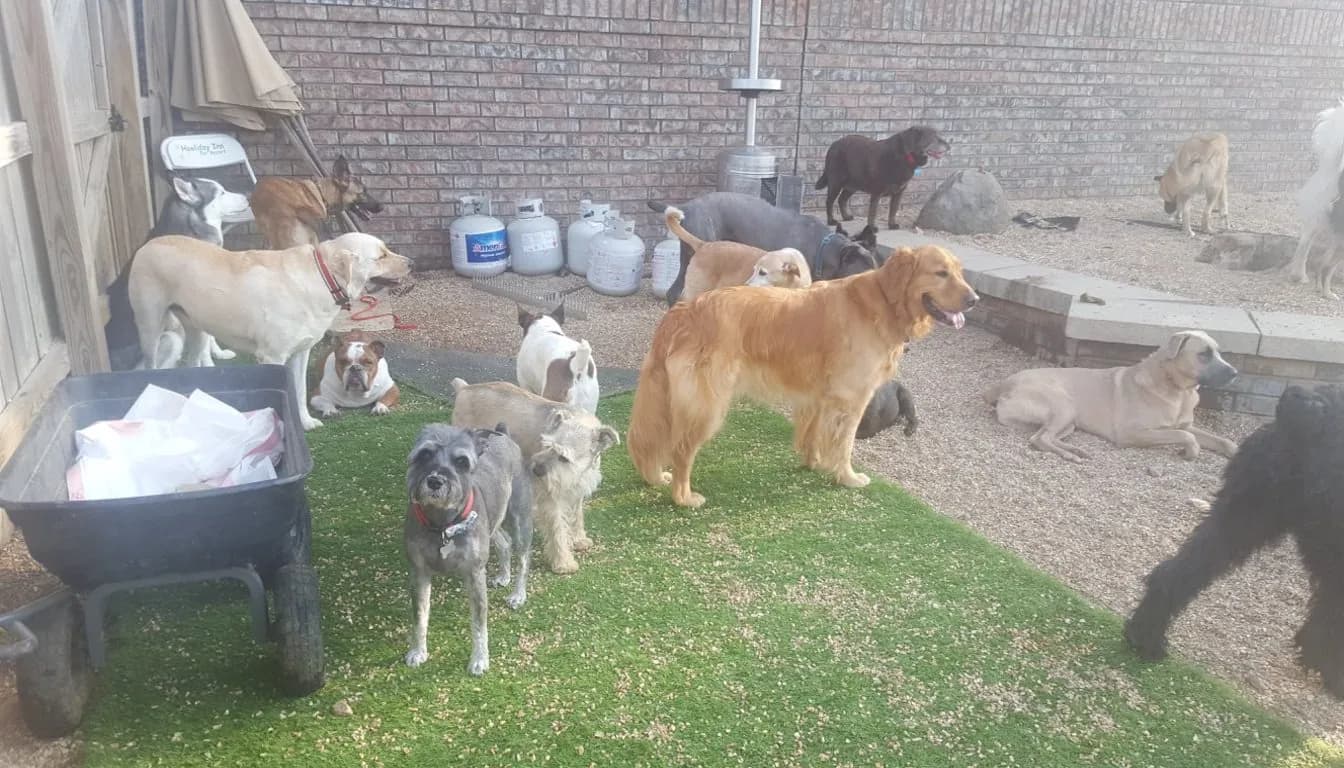 Give-Your-Furry-Friend-The-Five-Star-Treatment-They-ve-Always-Dreamed-Of