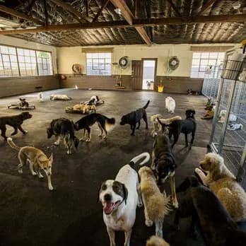 Dog at Howliday Inn Pet Resort — why do luxury dog boarding facilities cost more than traditional kennels