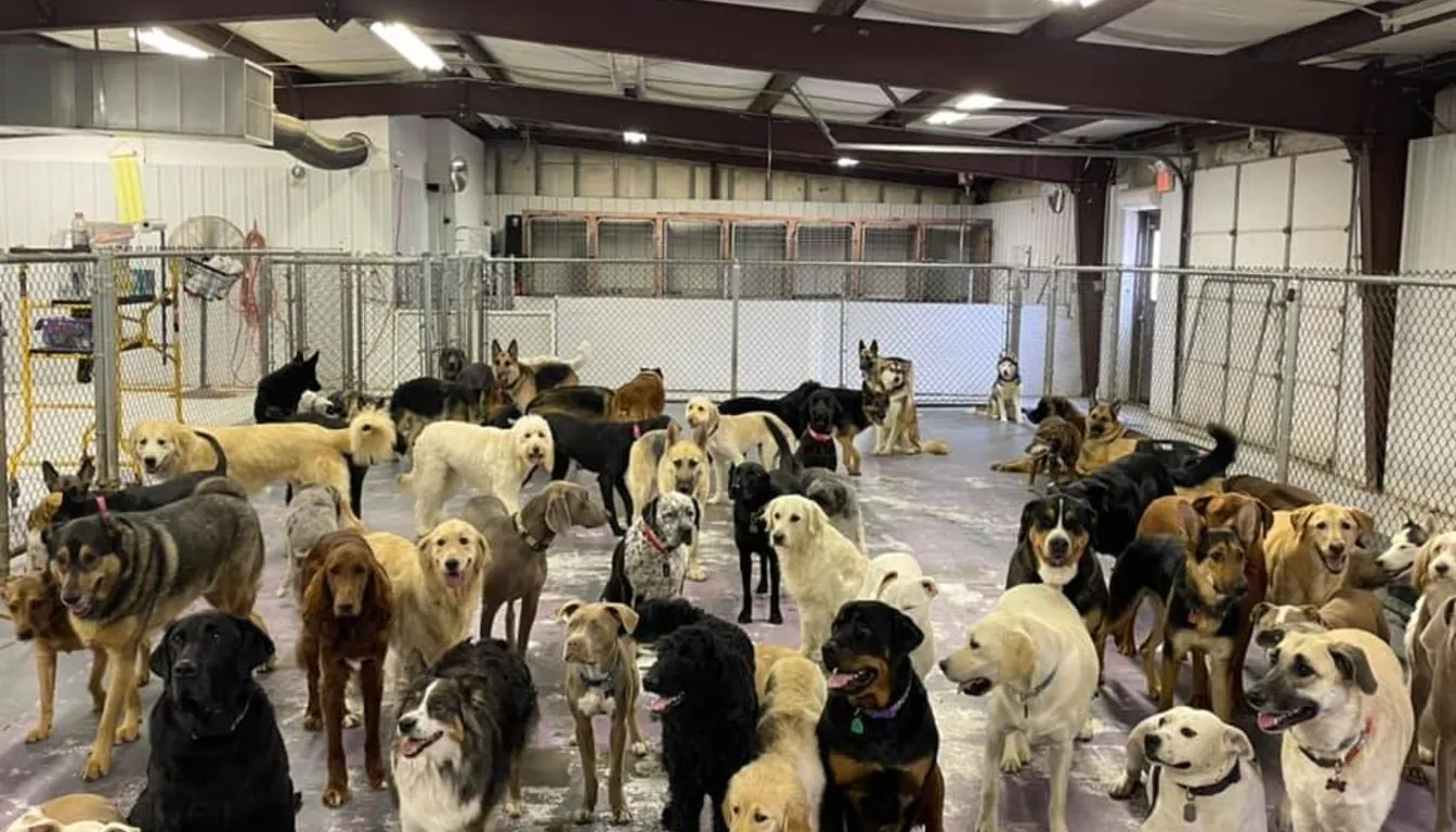 Dog at Howliday Inn Pet Resort — what Is Holiday Boarding