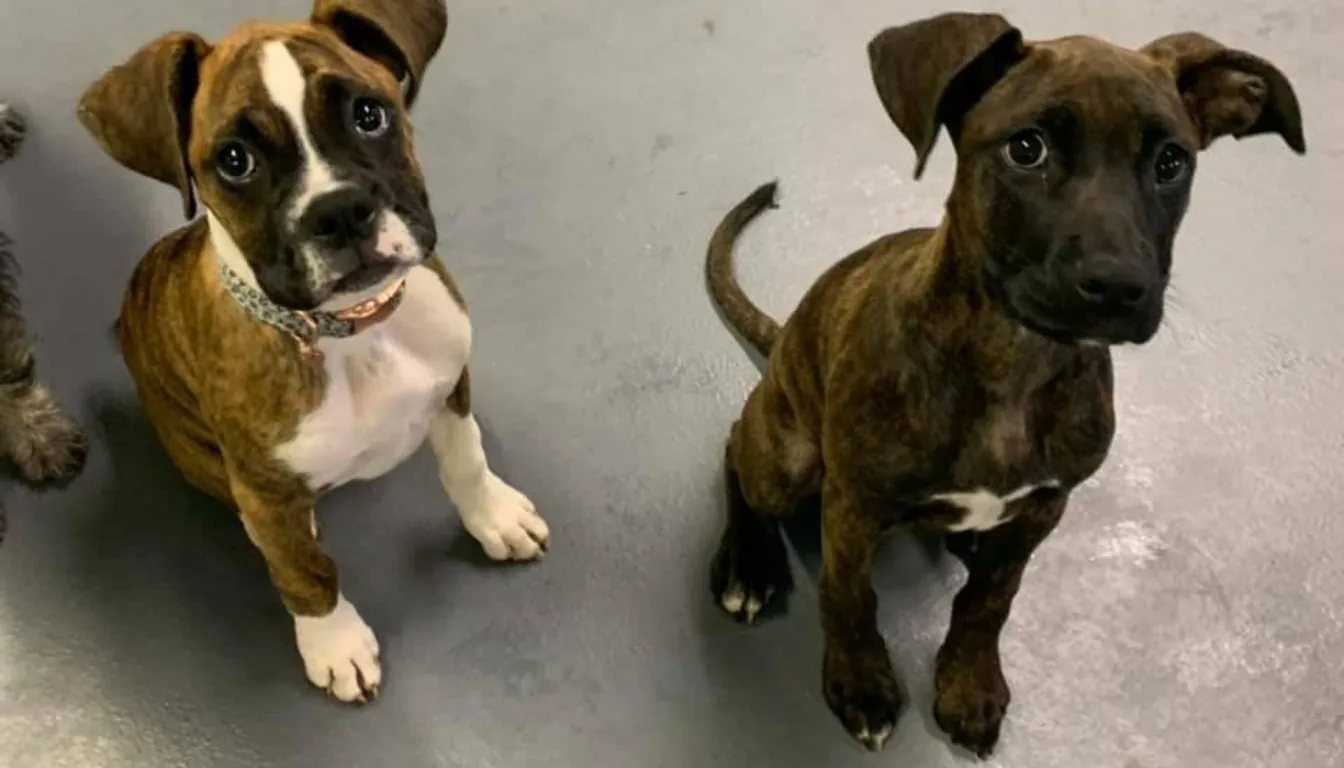 Dog at Howliday Pet Resort — how Long Does It Take for Dogs to Adjust to Boarding