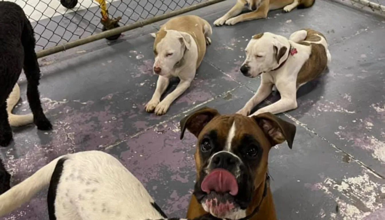 How Does Holiday Boarding Work at a Pet Resort?