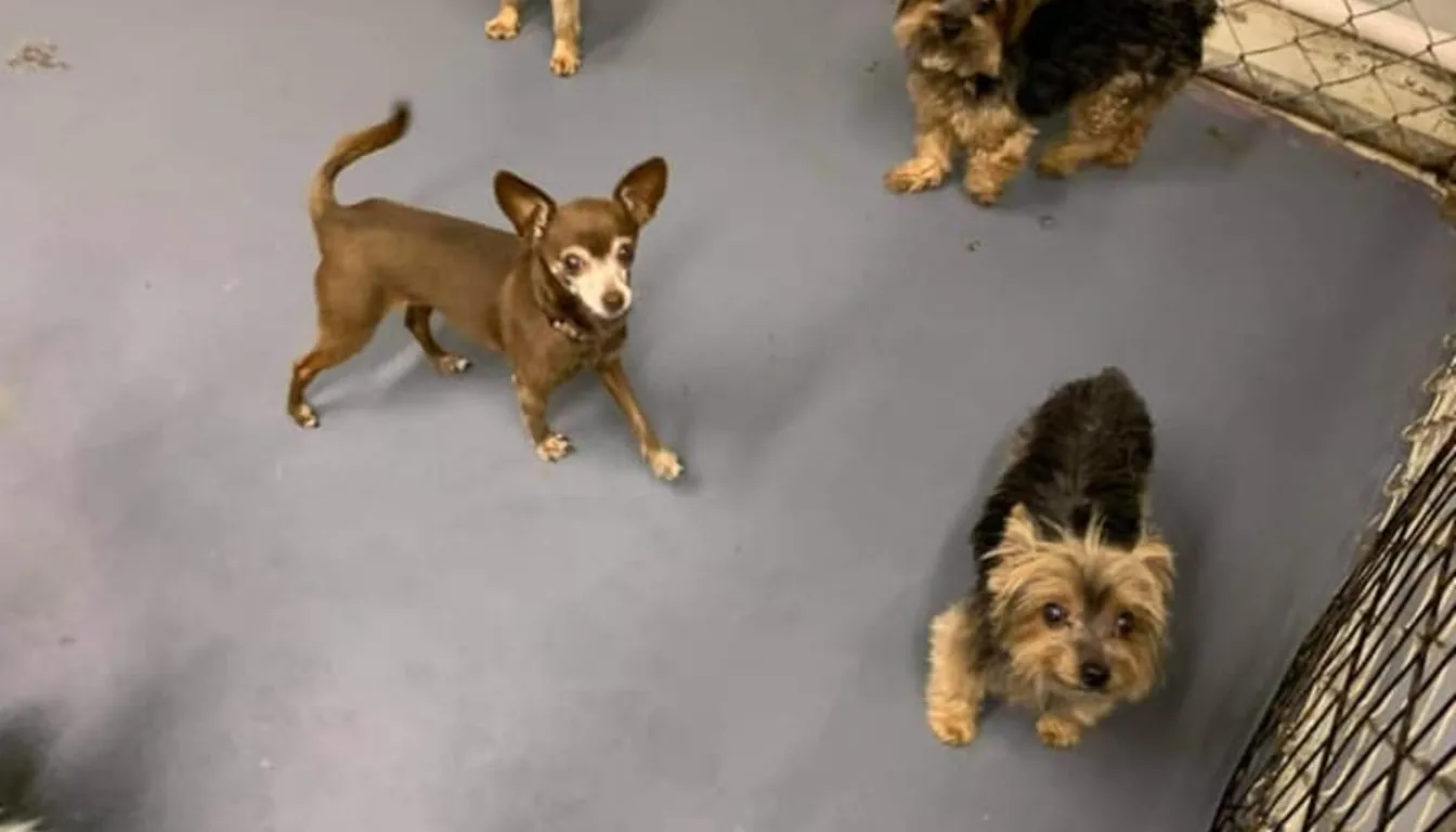 Dog at Howliday Inn Pet Resort — how Do You Know If Your Dog Is a Good Fit for Daycare