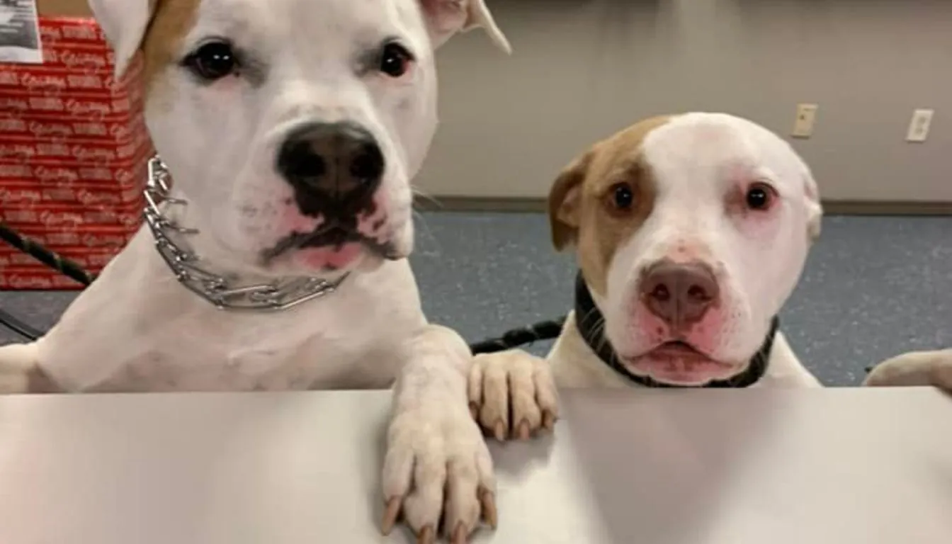 Can Shy or Anxious Dogs Attend Daycare?