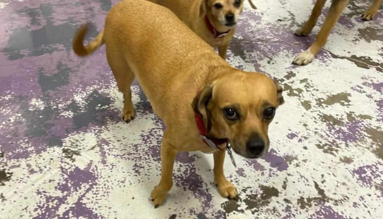 How Do You Know If Your Dog Is a Good Fit for Daycare?