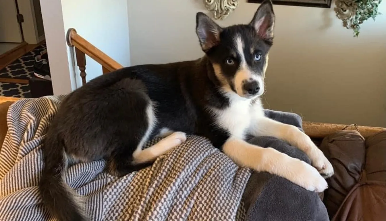 Dog at Howliday Inn Pet Resort — what Is Pack Compatibility