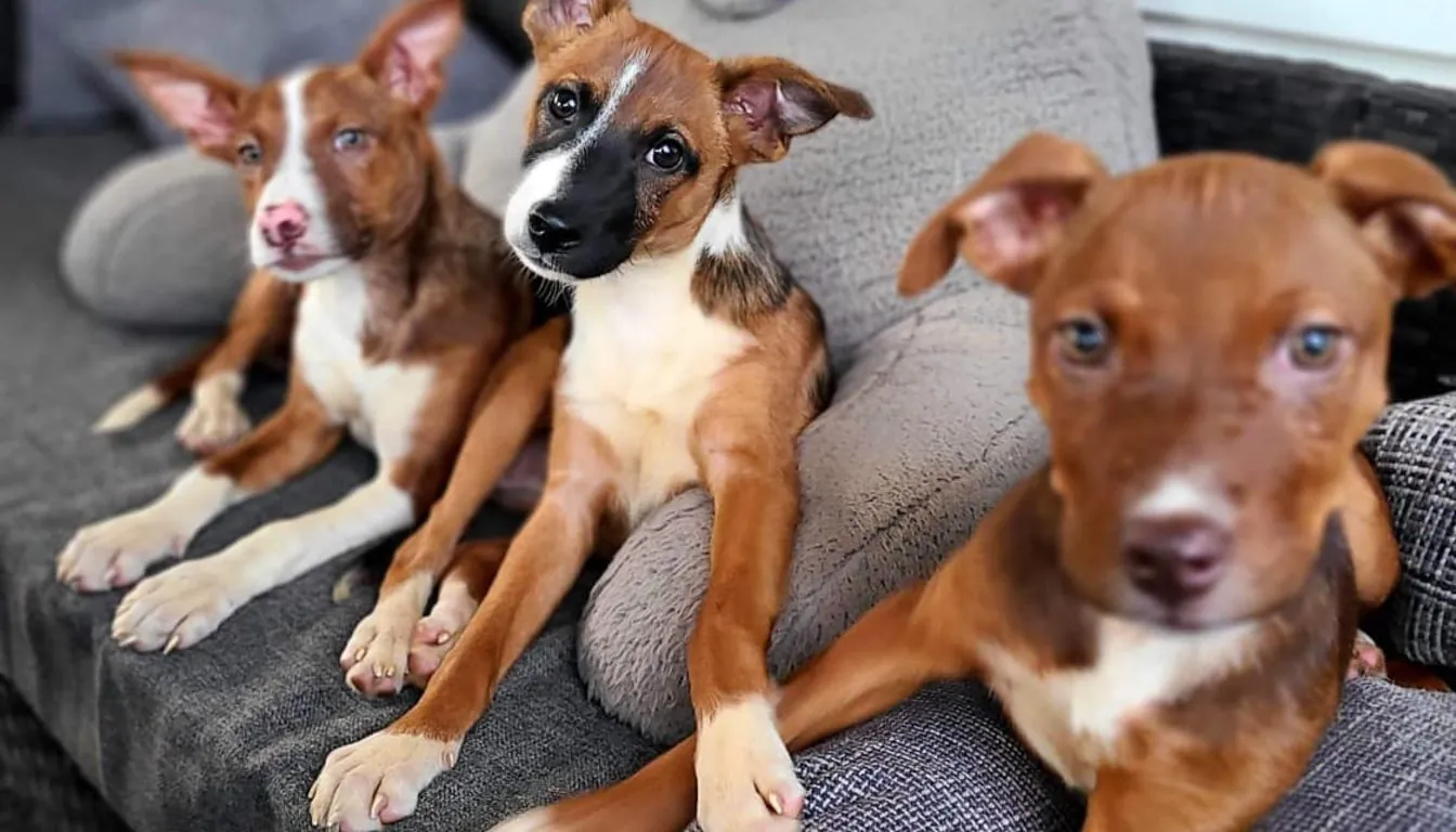 Dog Socialization in 2026: Why Pack Compatibility Matters More Than Ever