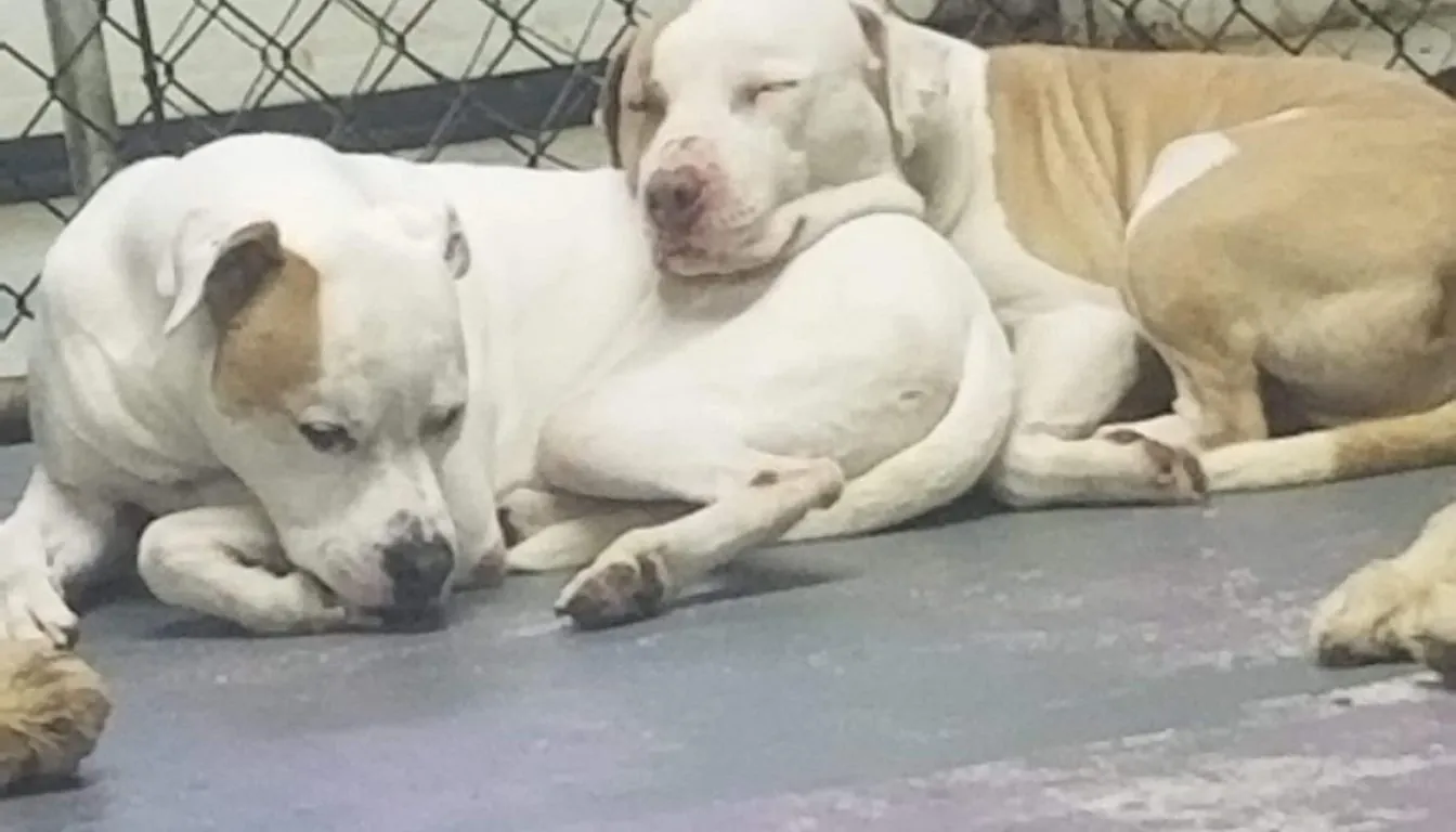 How Do Pet Resorts Keep Dogs Safe During Playtime?