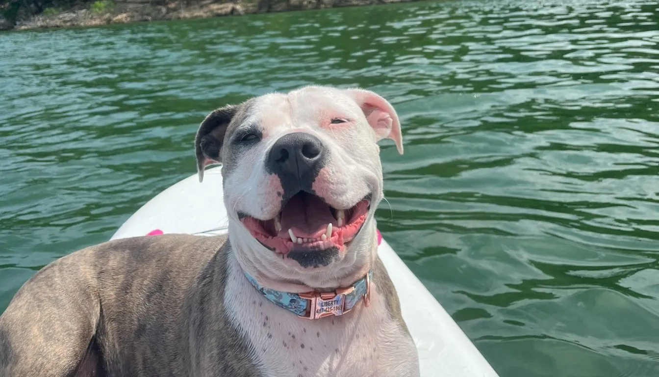 Fear-Free Pet Care: Why it’s the Gold Standard in 2026