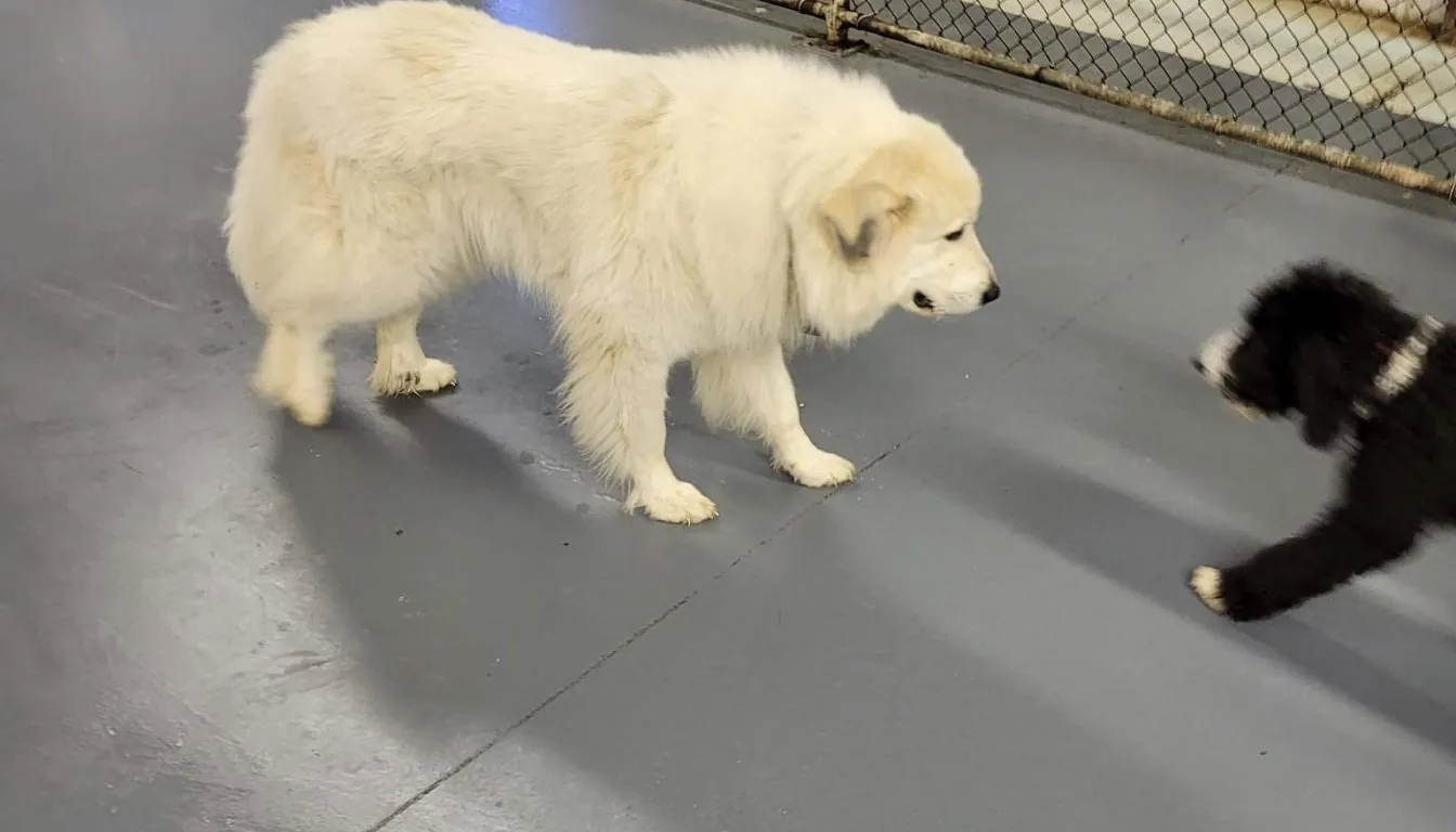 Dog at Howliday Inn Pet Resort — how Do I Prepare My Dog for Their First Boarding Stay