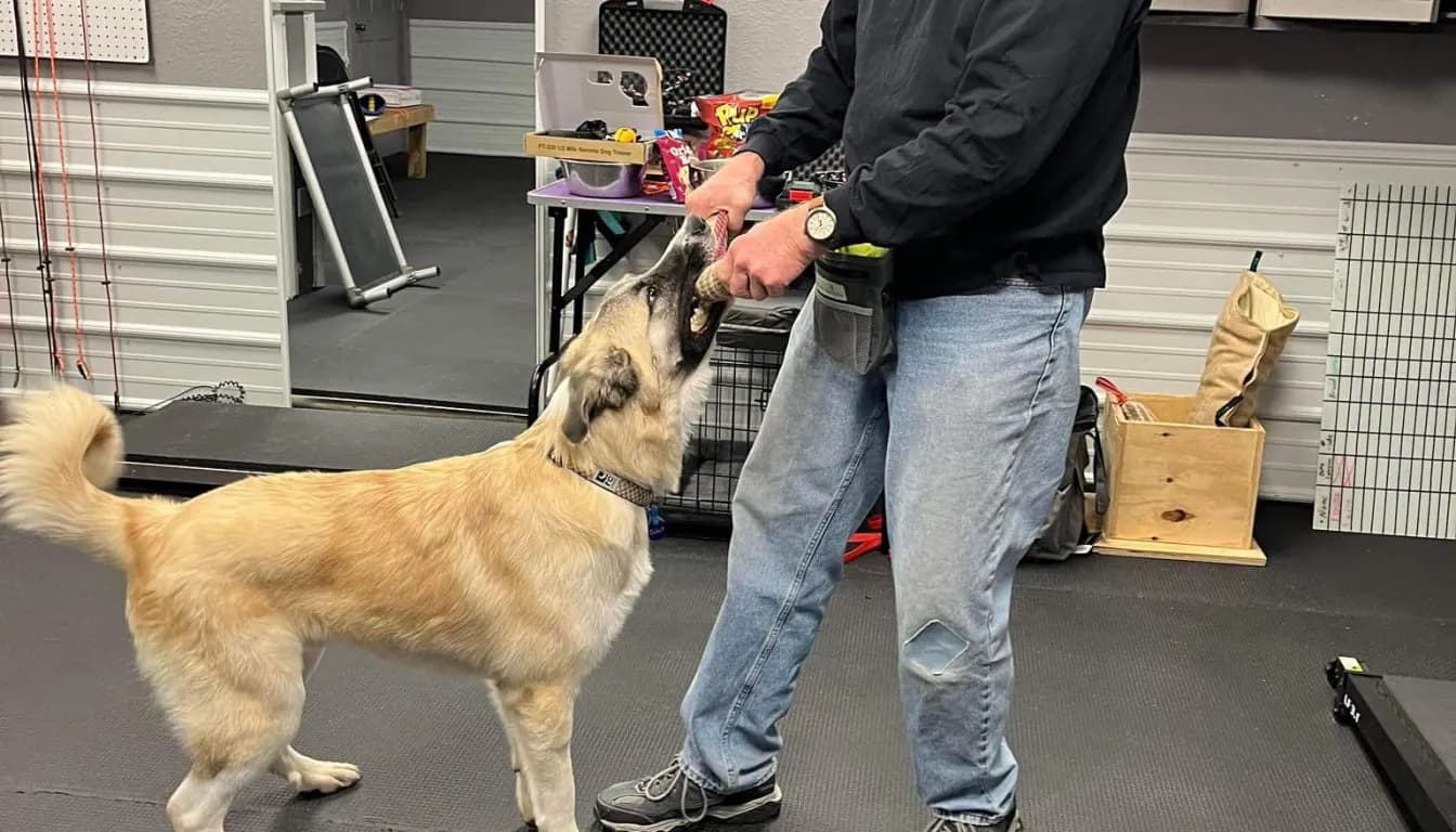 Dog at Howliday Inn Pet Resort — what Should I Pack for My Dog’s Stay at a Pet Resort
