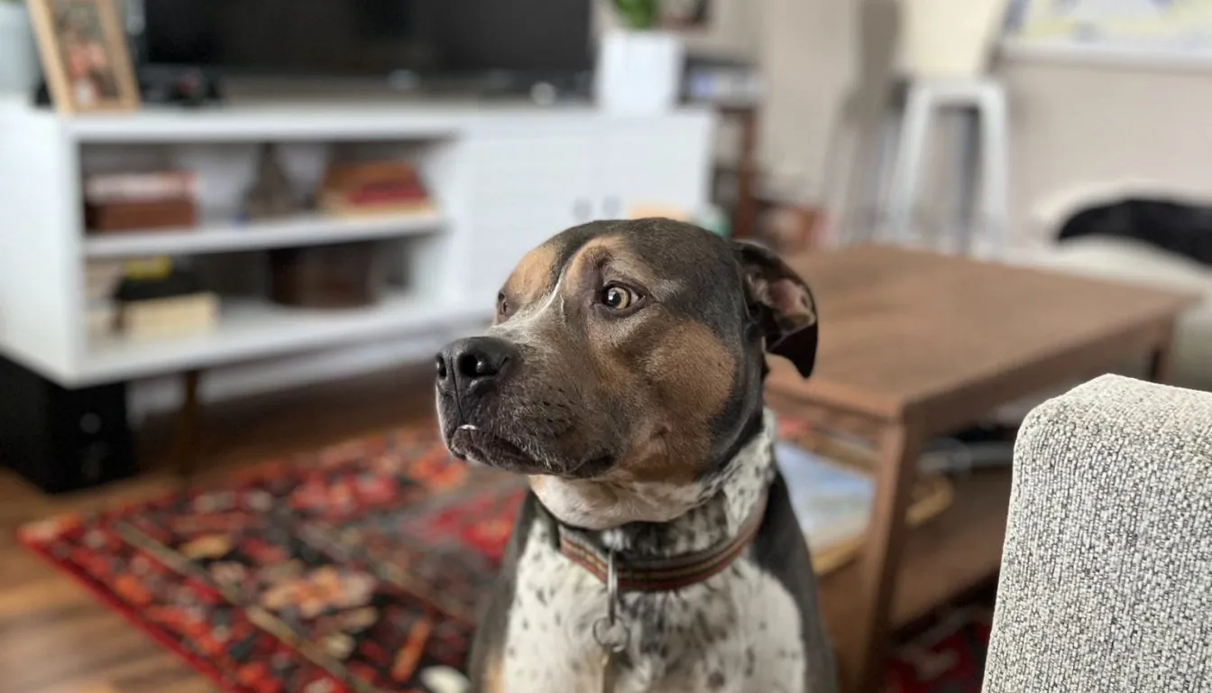 Dog at Howliday Inn Pet Resort — why the Old “More Exercise” Model Is Being Reconsidered