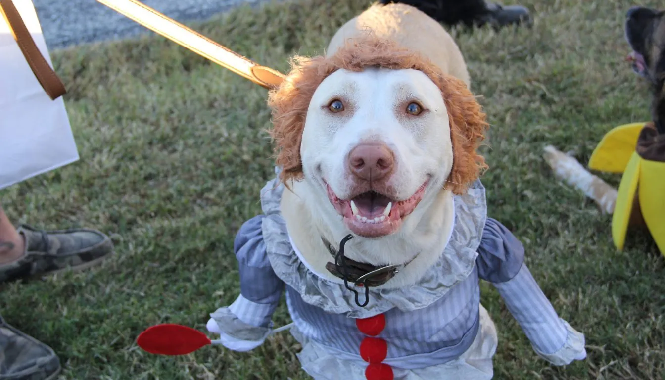 Enrichment over Exercise: The New Dog Daycare Philosophy in 2026