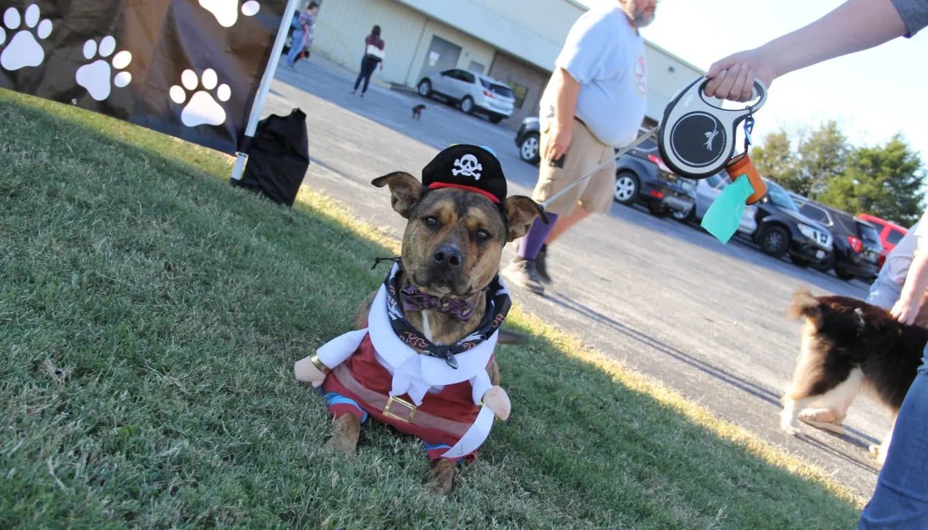 Dog at Howliday Inn Pet Resort — what Is Fear-Free Pet Care