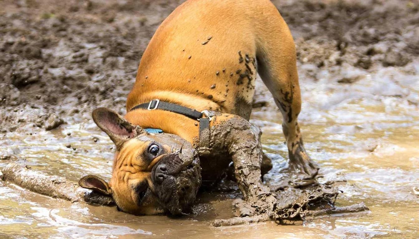 What Should I Pack for My Dog’s Stay at a Pet Resort?