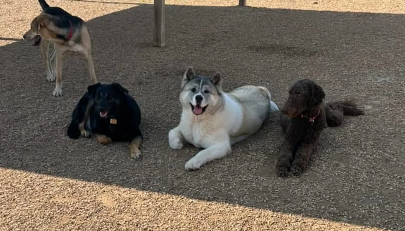 Dog at Howliday Inn Pet Resort — how Are Dogs Supervised at a Pet Resort