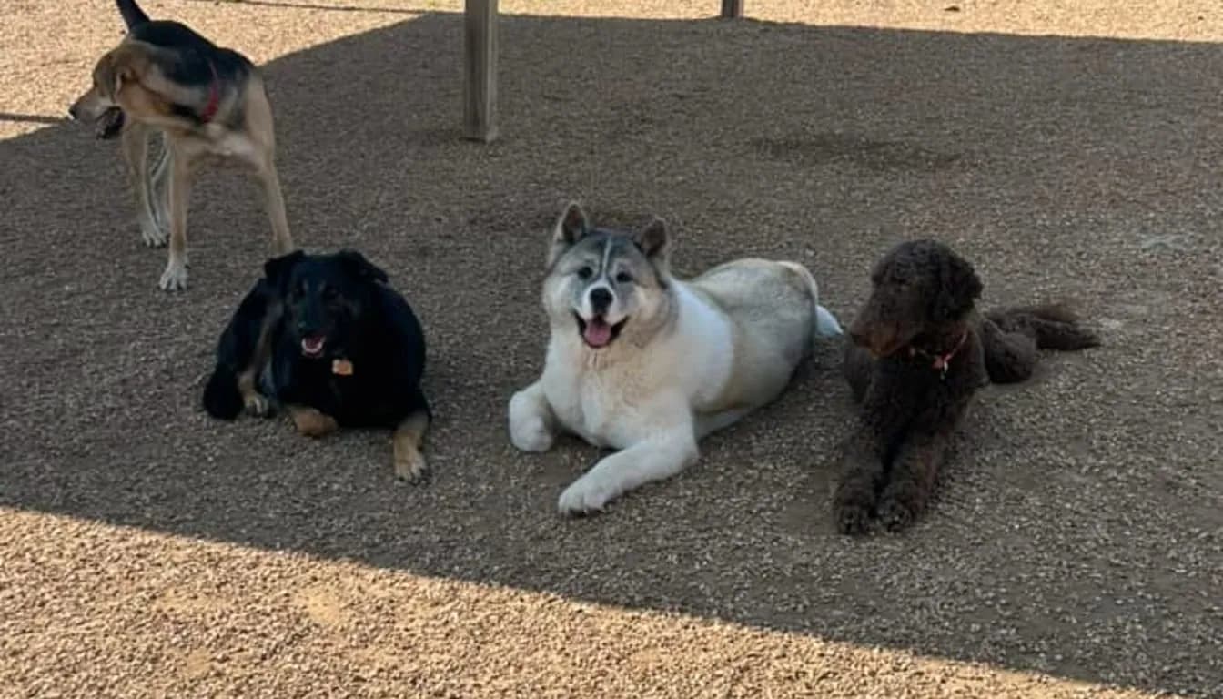Dog at Howliday Inn Pet Resort — spring 2026 Dog Grooming Trends: Health, Hygiene & Style