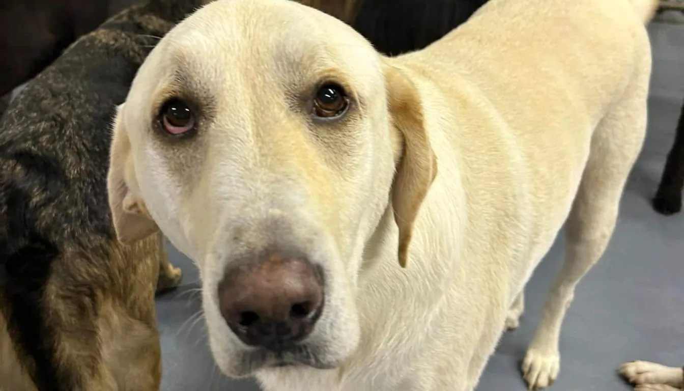 Why Do Some Dogs Refuse to Eat While Boarding?