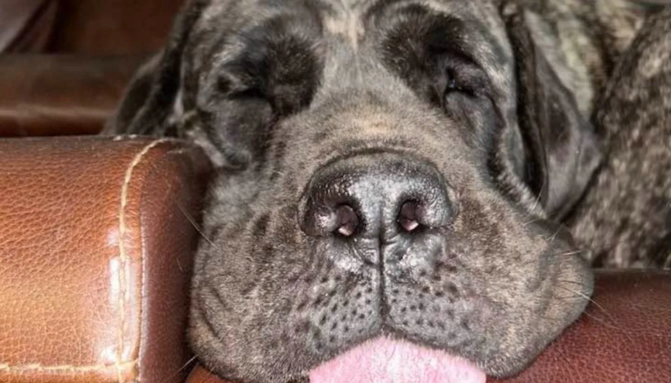 Why Do Luxury Dog Boarding Facilities Charge More Than Traditional Kennels?