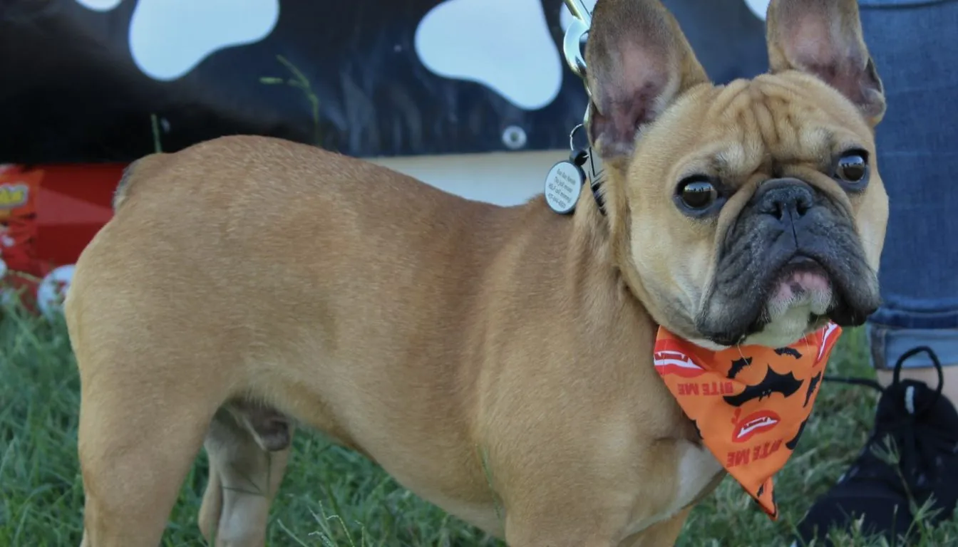 The Future of Pet Boarding in 2026: What Modern Pet Parents Expect