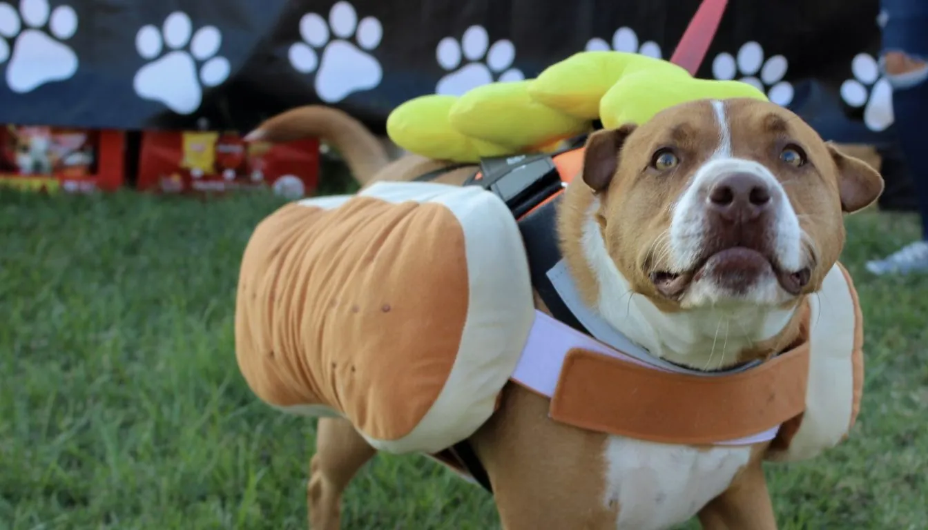 How to Choose a Pet Resort in 2026: 12 Questions Every Owner Should Ask
