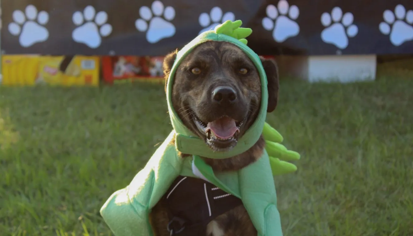 Dog at Howliday Inn Pet Resort — the Future of Pet Boarding in 2026: What Modern Pet Parents Expect