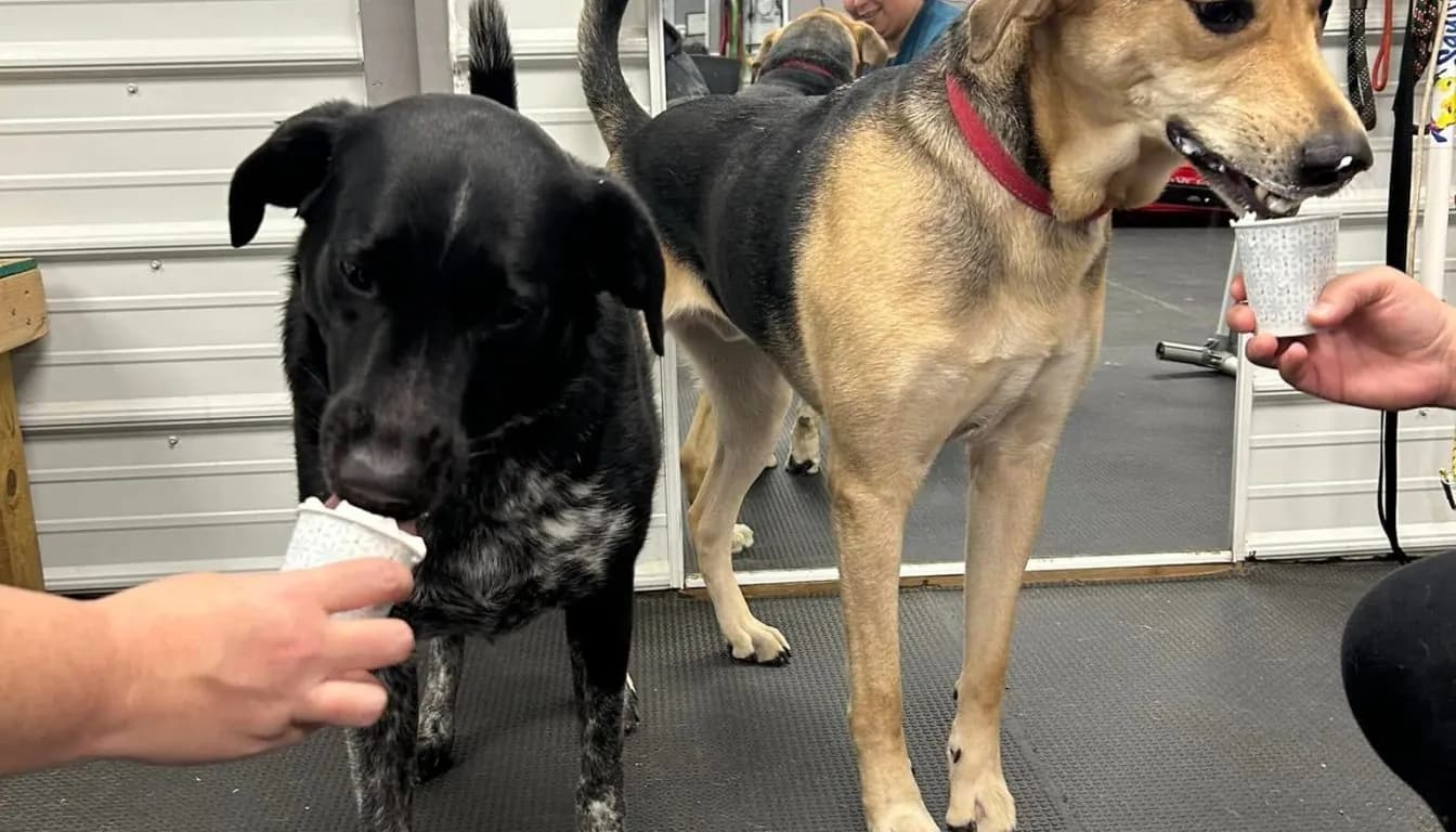 What Should I Expect During My Dog’s First Daycare Visit?
