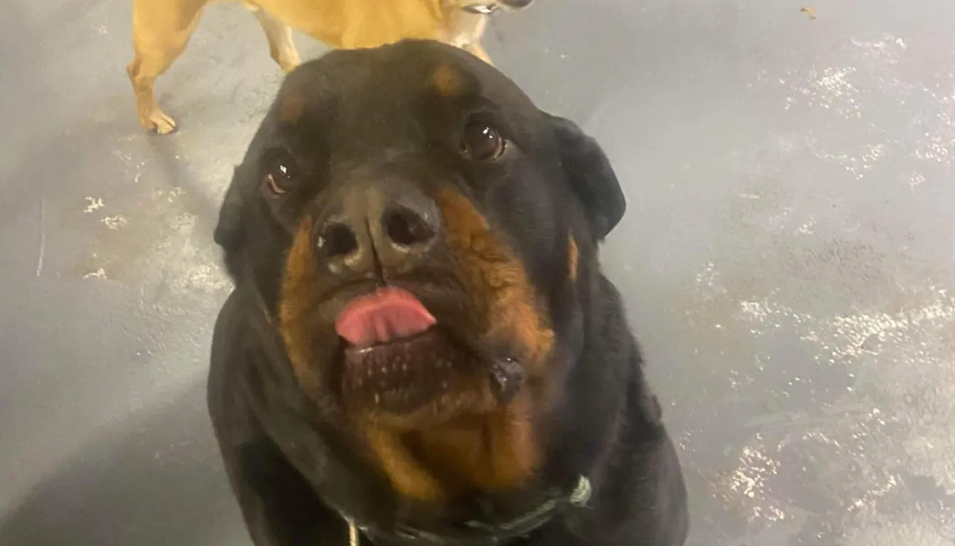 Dog at Howliday Inn Pet Resort — what Should I Expect During My Dog’s First Daycare Visit
