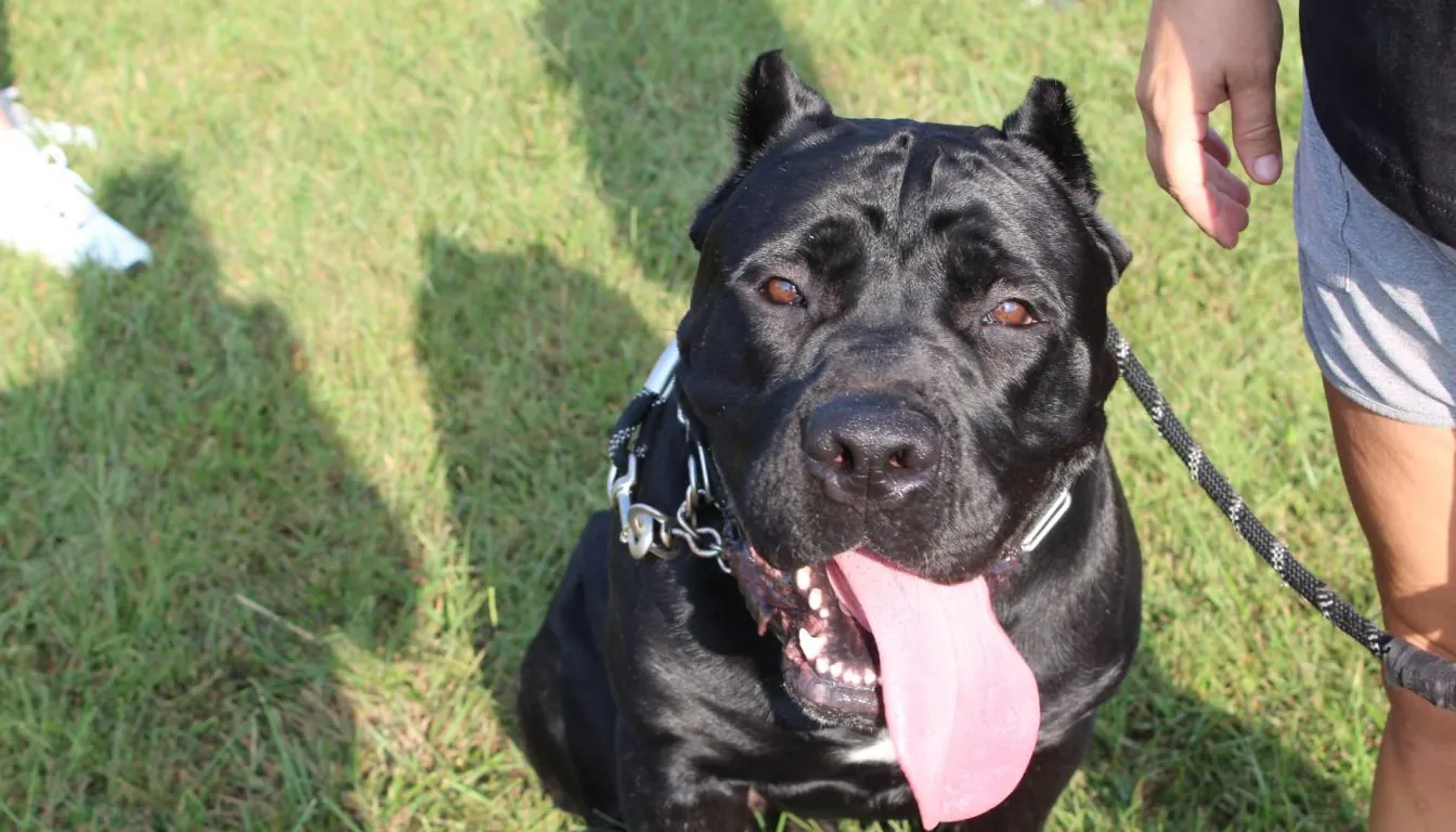 What Should You Do If Your Dog Has Separation Anxiety Before Boarding?