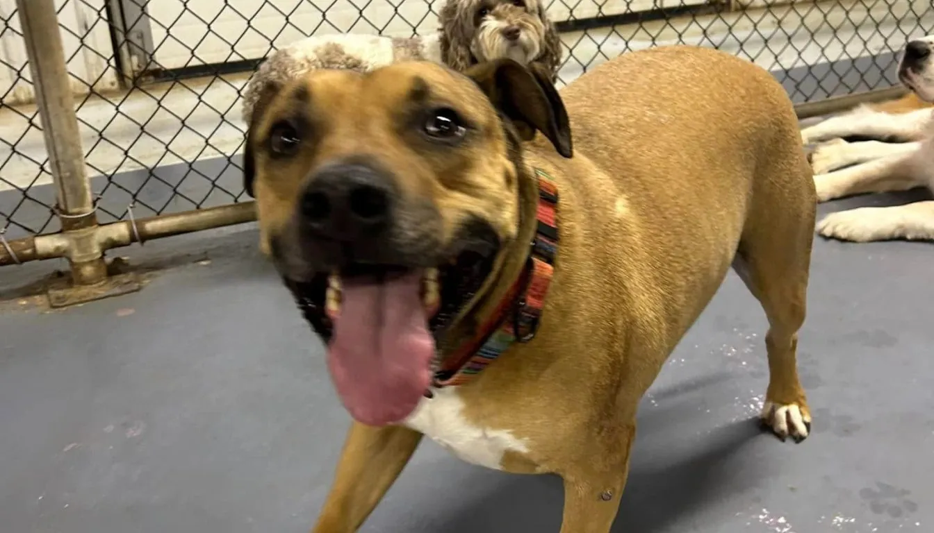 Dog at Howliday Inn Pet Resort — summer 2026 Heat Safety Guide for Dogs in Springfield MO