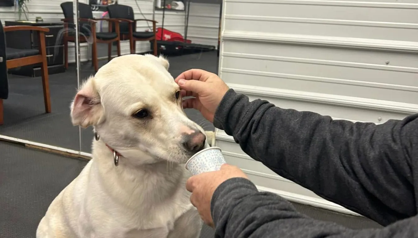 Dog Boarding in Ozark, MO: The Hidden Gem Pet Owners Are Talking About