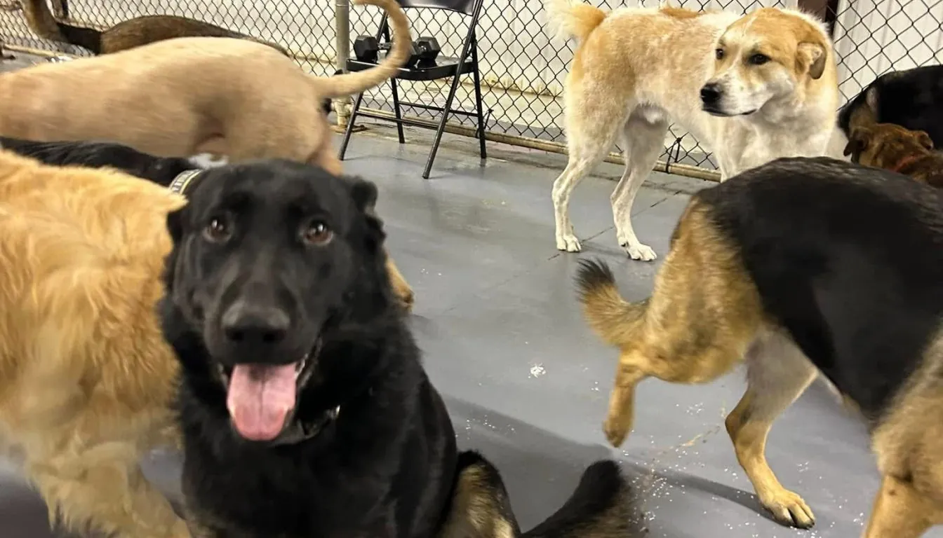 What Does a Typical Day at Dog Daycare Look Like?