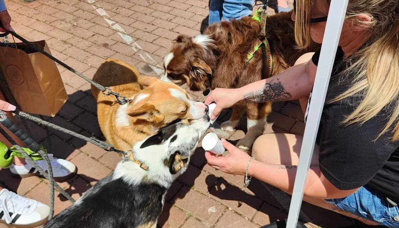 Is Dog Daycare Good for My Dog?