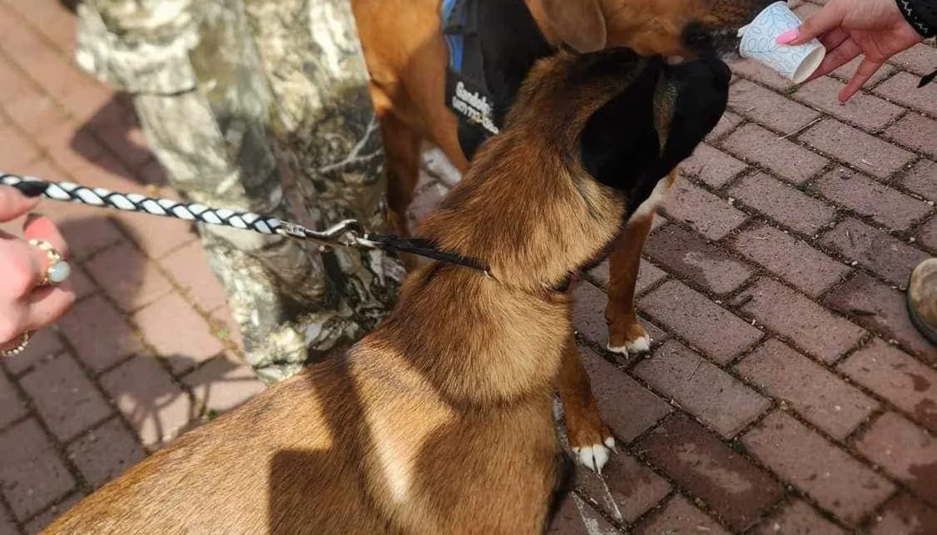 What Are the Best Enrichment Activities for Boarding Dogs?