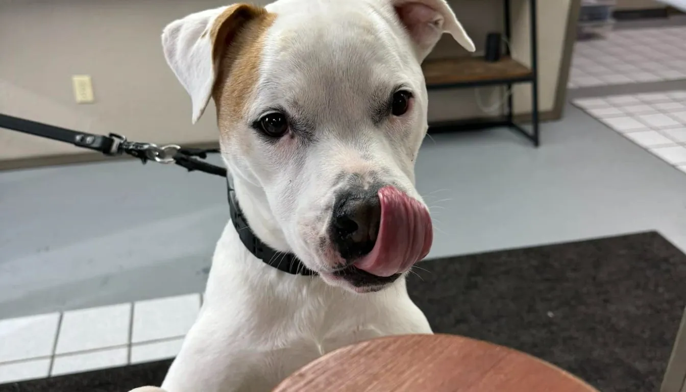 Dog at Howliday Inn Pet Resort — puppy Training in Springfield: What to Do in the First 90 Days