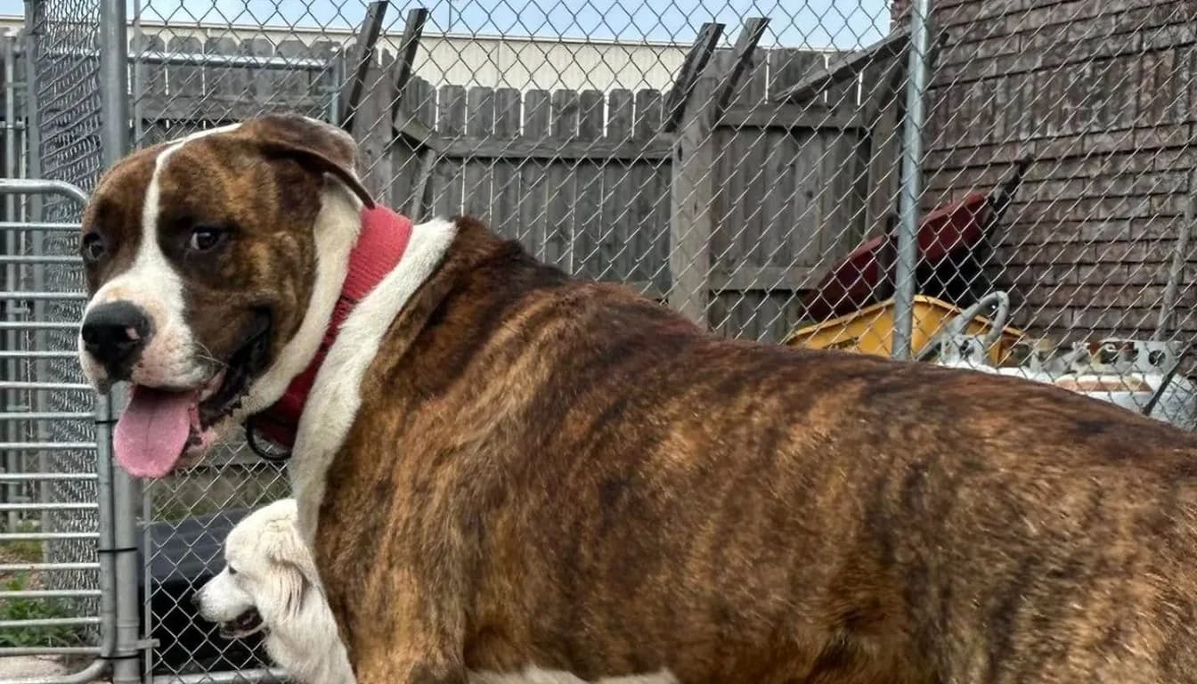 What Are the Best Ways to Keep Your Dog Comfortable During Extended Boarding Stays?