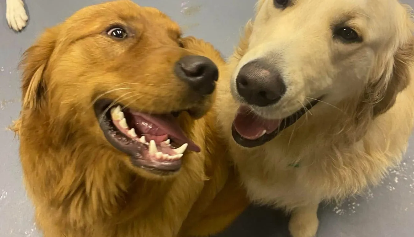 Dog at Howliday Inn Pet Resort — why Professional Pet Boarding Helps