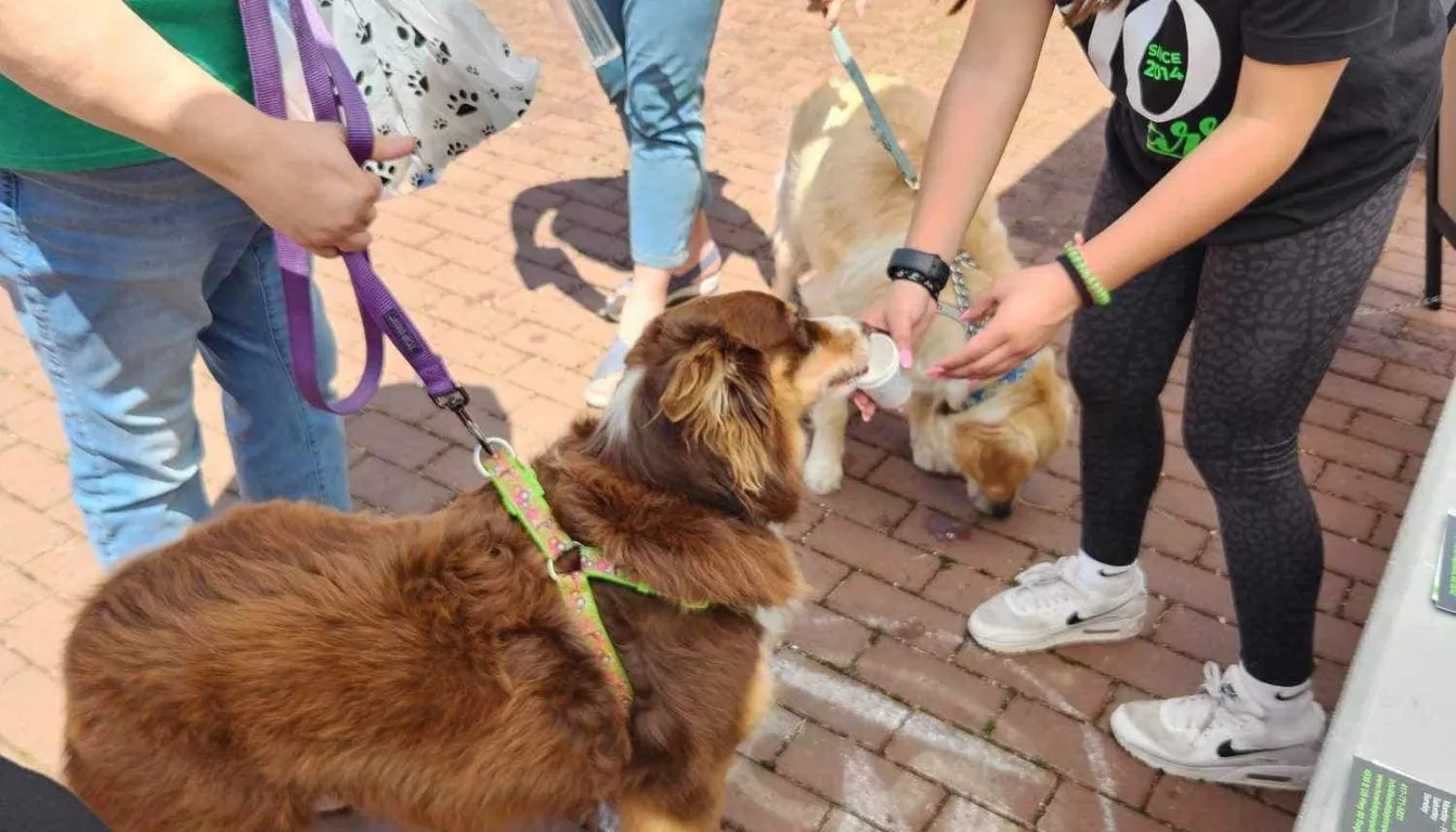 From Chaos to Calm: What 30 Days of Professional Dog Training Can Really Do