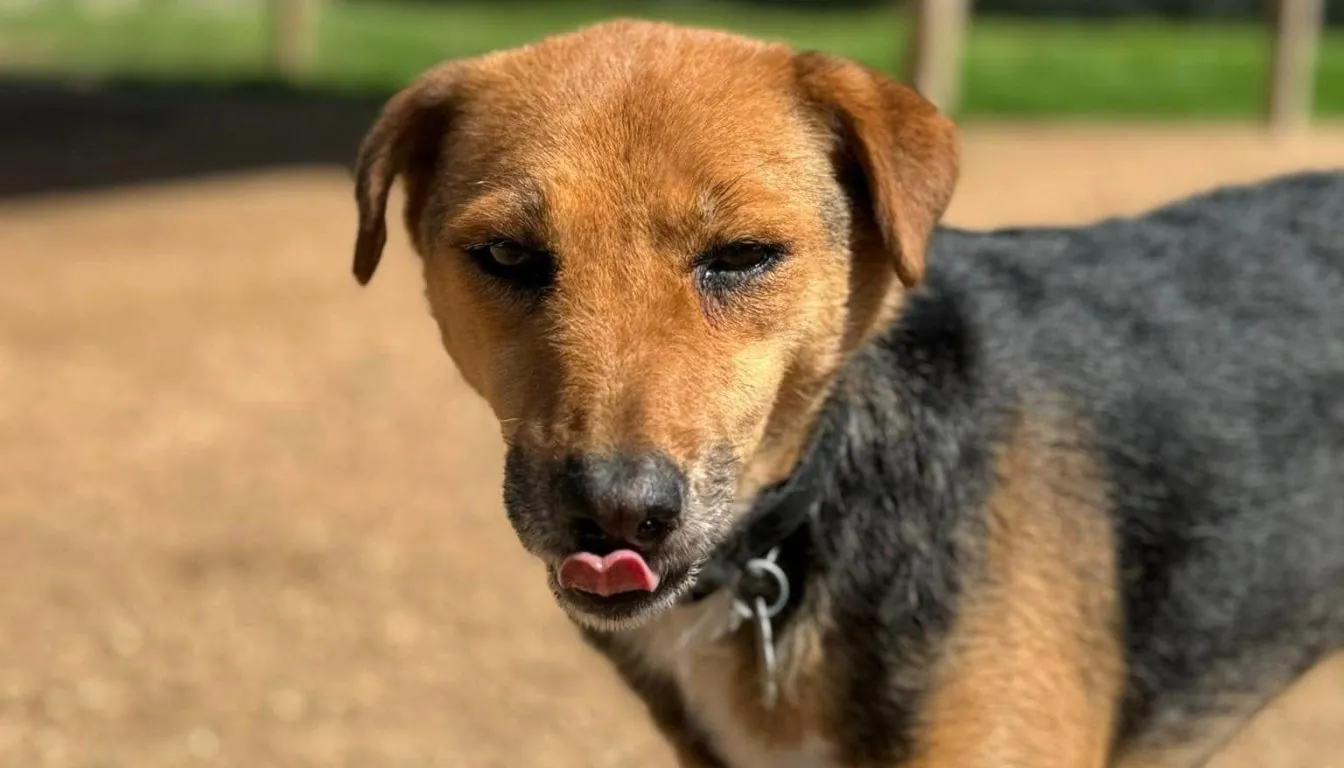 Dog at Howliday Inn Pet Resort — why Dogs Pull on Leashes — And the Science-Based Way to Fix It