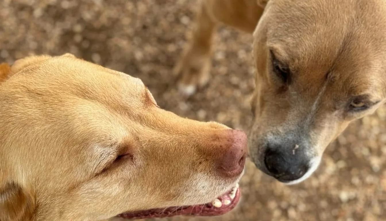 Dog at Howliday Inn Pet Resort — is Dog Daycare Good for My Dog