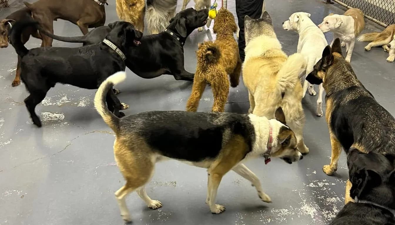 Dog at Howliday Inn Pet Resort — what Does a Typical Day at Dog Daycare Look Like