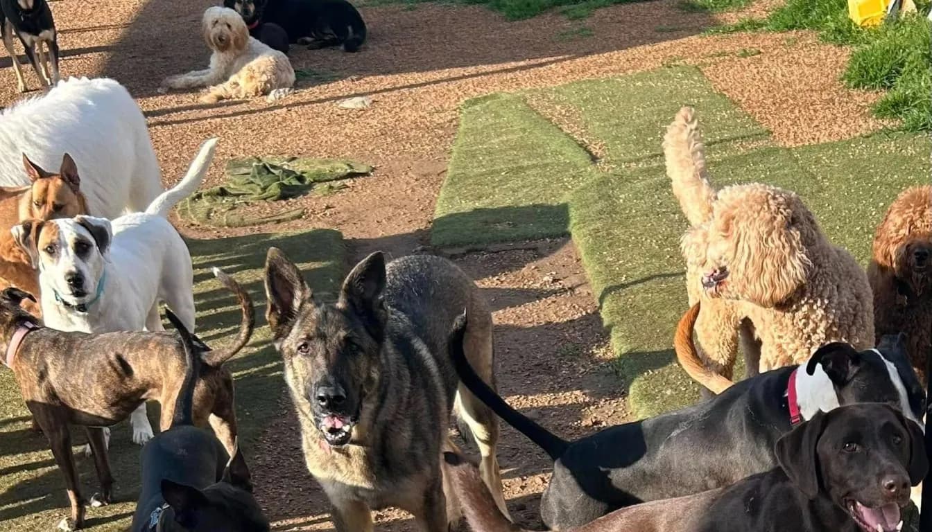 Dog at Howliday Inn Pet Resort — why Group Play Isn’t Right for Every Dog