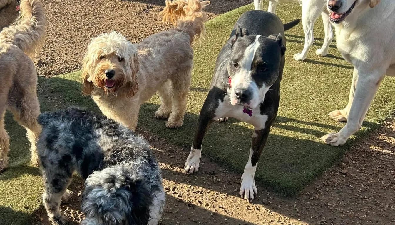 What Makes a Luxury Pet Resort Worth It for Dog Parents?