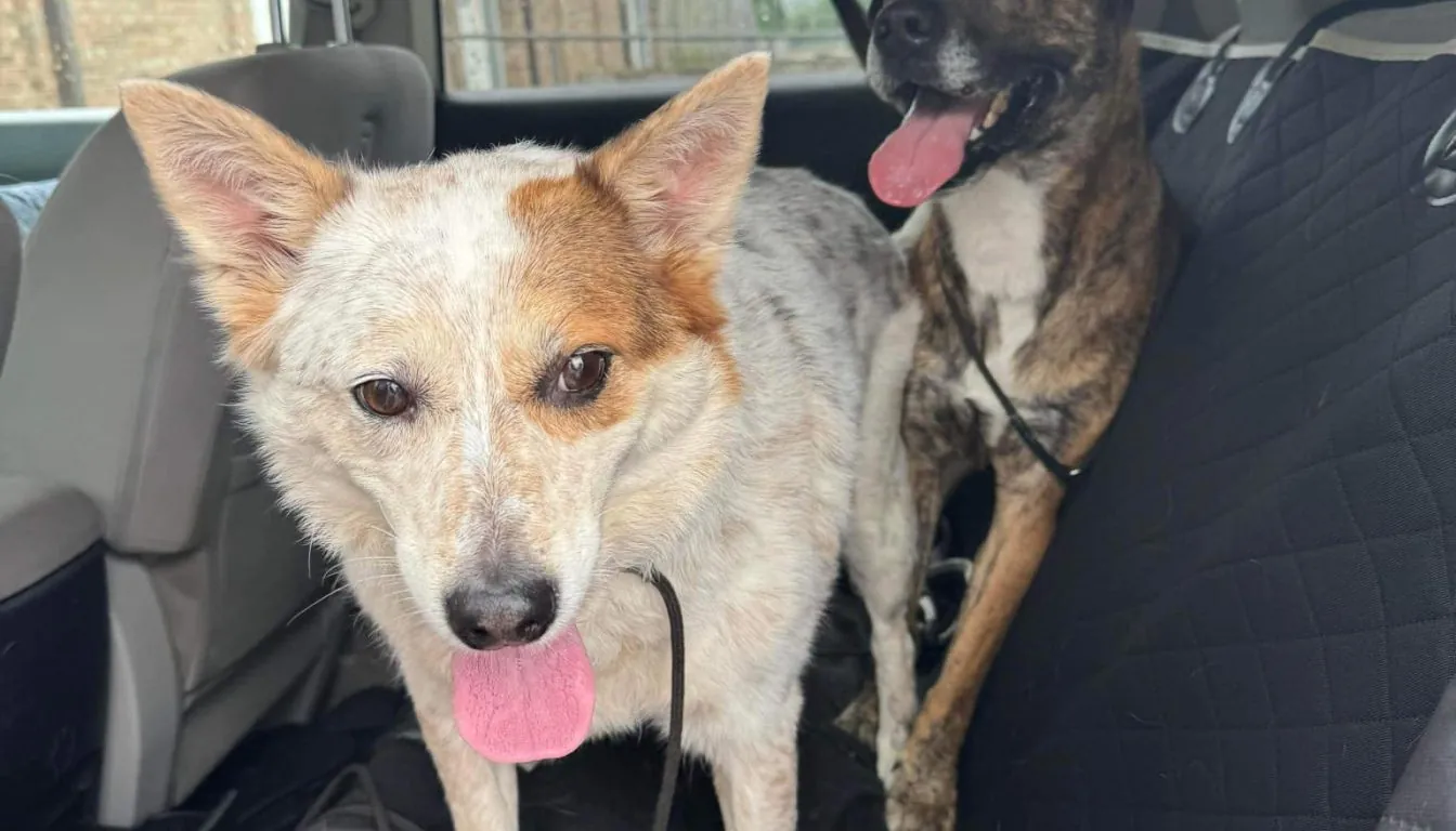 Dog at Howliday Inn Pet Resort — what Makes a Luxury Pet Resort Worth It for Dog Parents