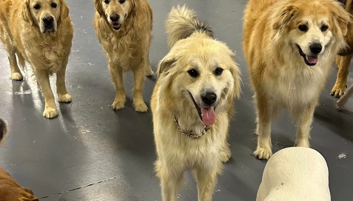 Dog at Howliday Inn Pet Resort — understanding the CGC: What It’s All About