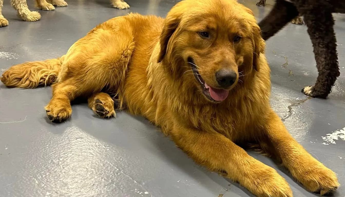 Dog at Howliday Inn Pet Resort — why Some Dogs Ignore Commands outside the House (And How Trainers Fix It)