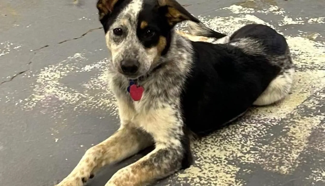 Training High-Energy Dogs without Exhausting Yourself