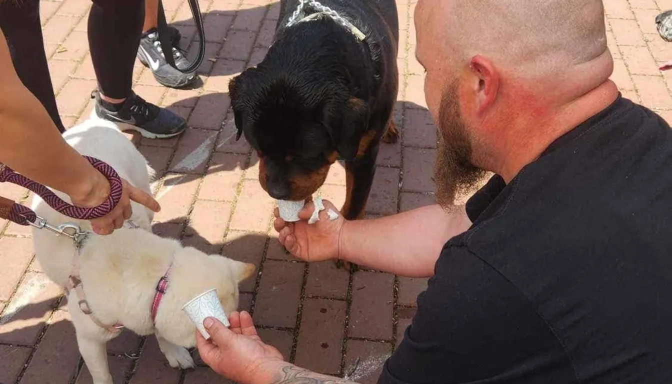 Dog enjoying enrichment activities during a boarding stay at Howliday Pet Resort