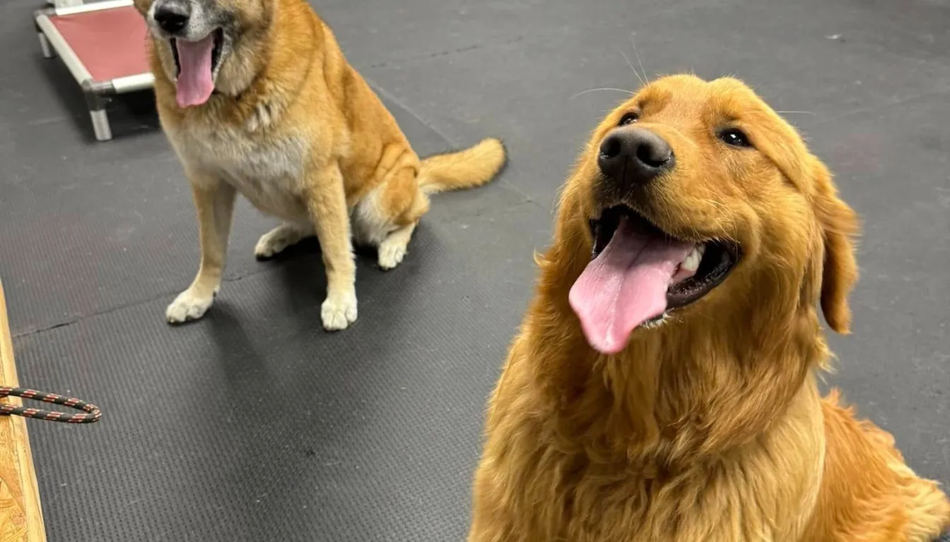 What Are the Best Ways to Reduce Stress Before Your Dog’s Boarding Stay?